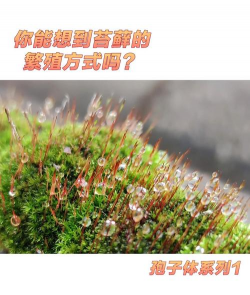 苔藓孢子如何生长