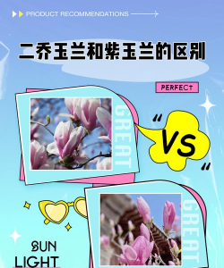 怎么分辨紫玉兰和白玉兰