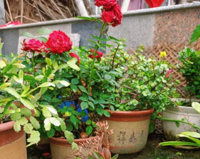 家庭养花用生根粉