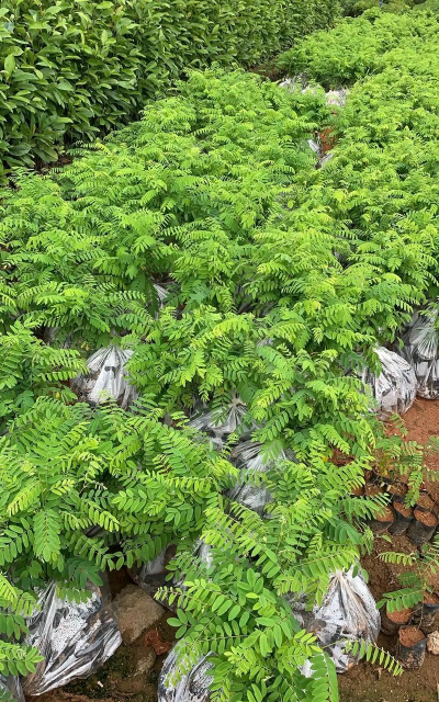 任豆树的育苗技术