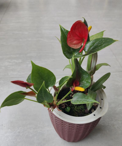 家庭养花用生根粉