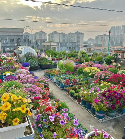 家庭养花用生根粉