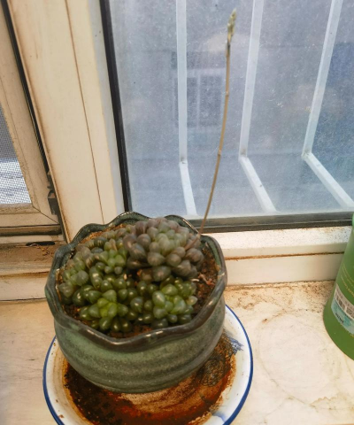 我种的蓝宝石花怎么不长