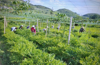 家庭养花用生根粉