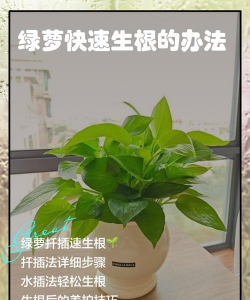 家庭养花用生根粉