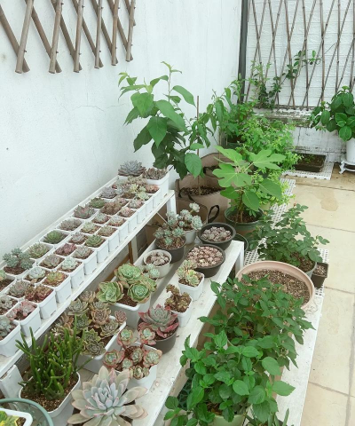 仙人掌花架子怎么做