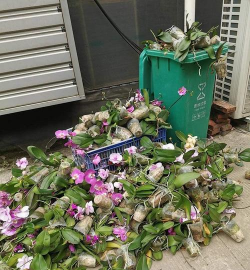 家庭养花用生根粉