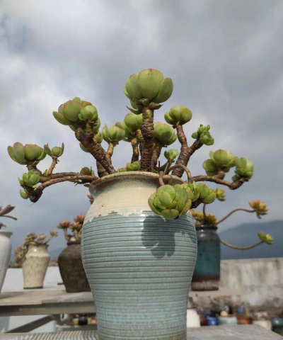 家庭养花用生根粉