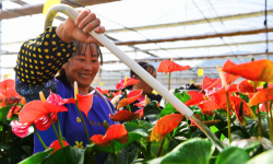 家庭养花用生根粉