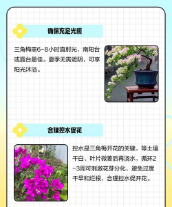 怎么要三叶梅冬天开花
