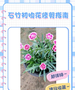 石竹怎么修剪