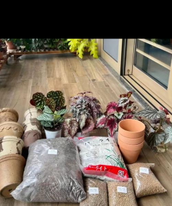 家庭养花用生根粉