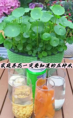 家庭养花用生根粉