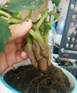 家庭养花用生根粉