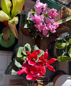 家庭养花用生根粉