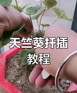 家庭养花用生根粉