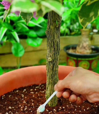 家庭养花用生根粉