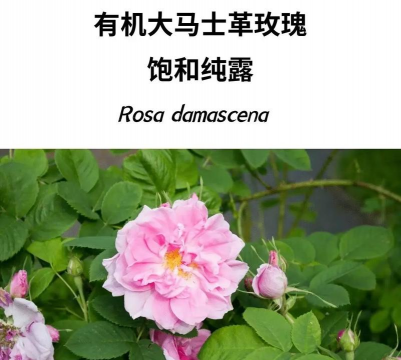 大马士革玫瑰花怎么养殖