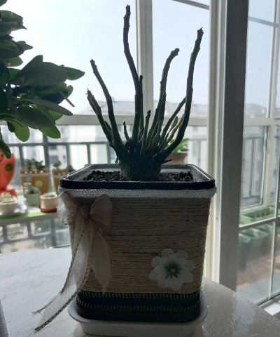 家庭养花用生根粉