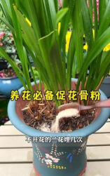 家庭养花用生根粉