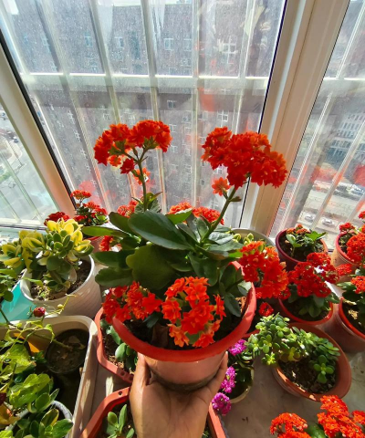 家庭养花用生根粉