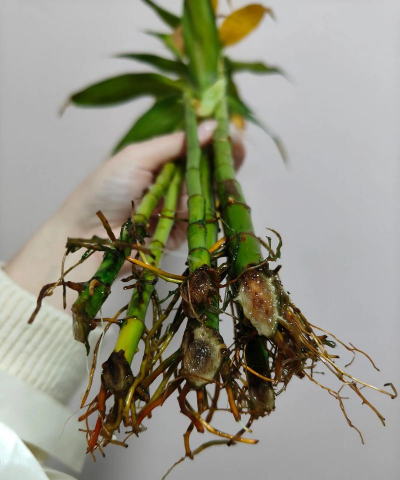 家庭养花用生根粉