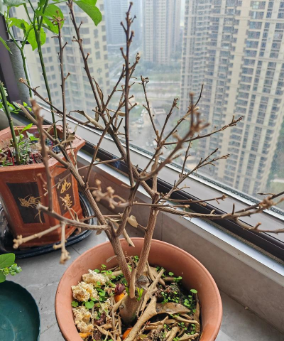 家庭养花用生根粉