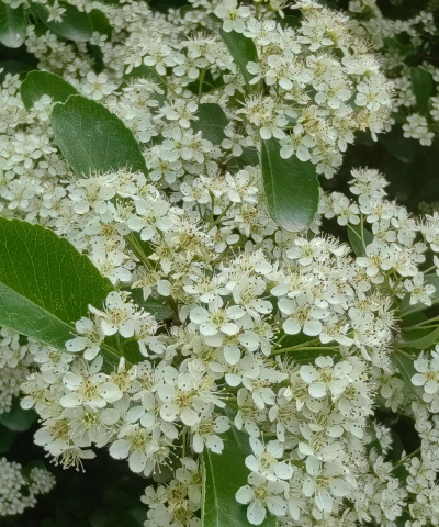 火棘只开花不结果怎么办