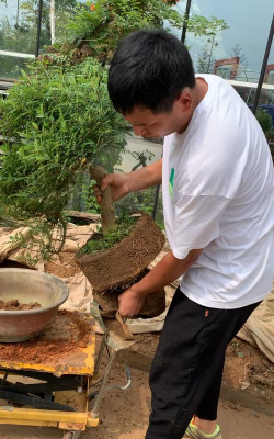 家庭养花用生根粉