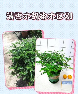 清香木胡椒木烂根怎么办