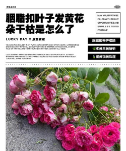 家庭养花用生根粉