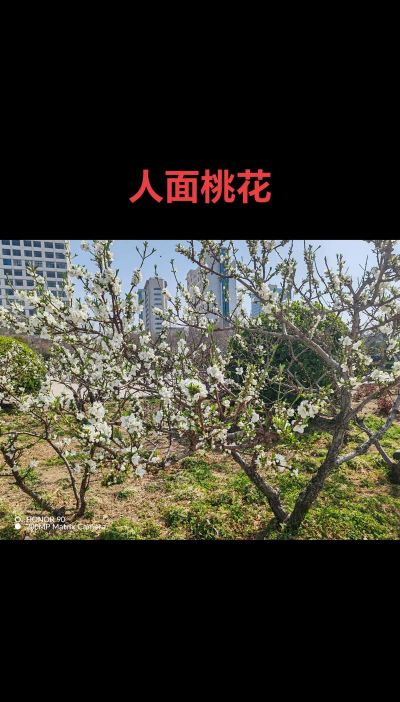 寿星桃第二年怎么开花