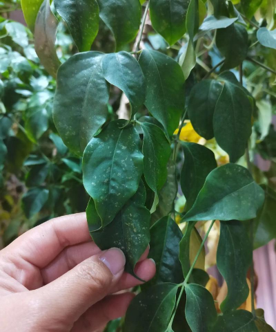 家庭养花用生根粉