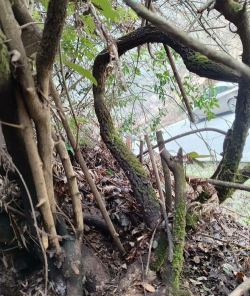 盆景佳材藤黄檀盆景