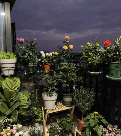 家庭养花用生根粉