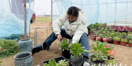 家庭养花用生根粉