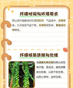 爬山虎5月份怎么种 爬山虎5月份怎么种