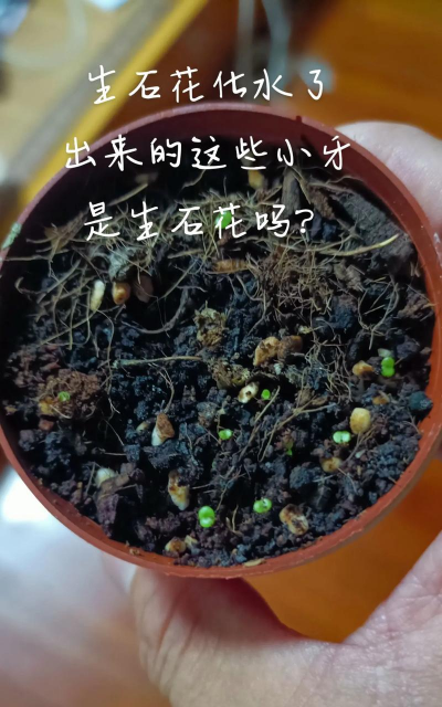 家庭养花用生根粉