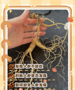 野山参病虫害怎么办