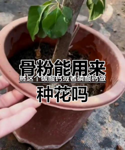 家庭养花用生根粉