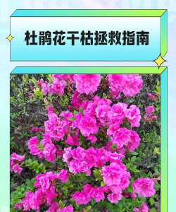 粉色杜鹃花枯萎了怎么办