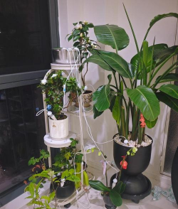 家庭养花用生根粉