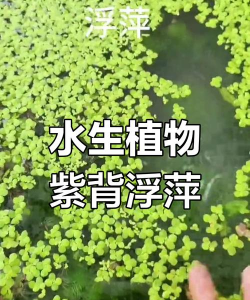 荇菜 水荷花 大紫背浮萍