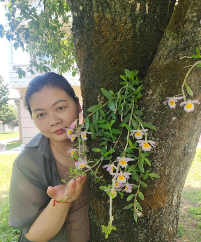 家庭养花用生根粉