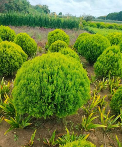 圆柏什么科什么属