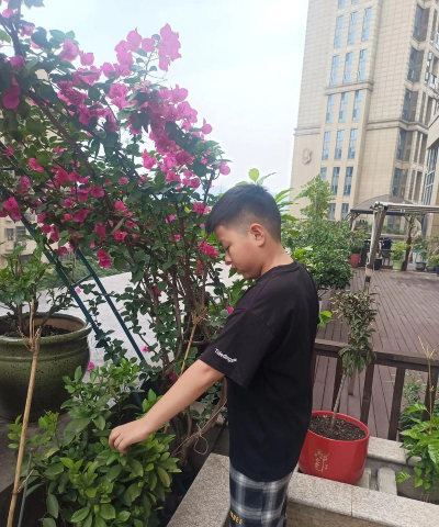 家庭养花用生根粉