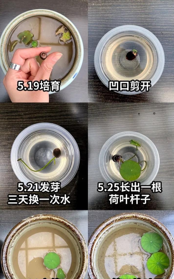 家庭养花用生根粉