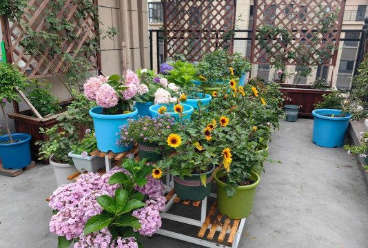 家庭养花用生根粉