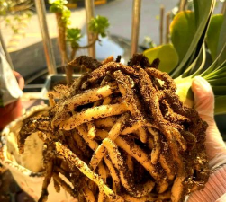 家庭养花用生根粉