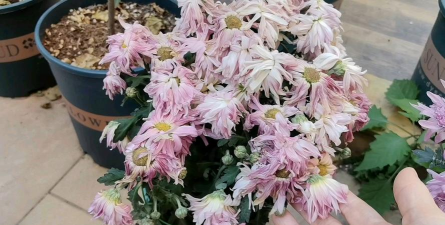 家庭养花用生根粉